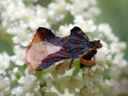 Phymata crassipes